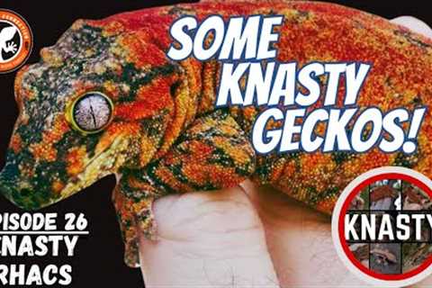 Some Knasty Geckos - GeckoCoveConnection - Knasty Rhacs