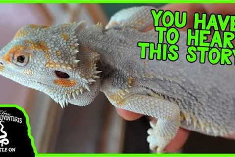 BEARDED DRAGONS AREN’T JUST PET REPTILES AND THIS IS WHY!