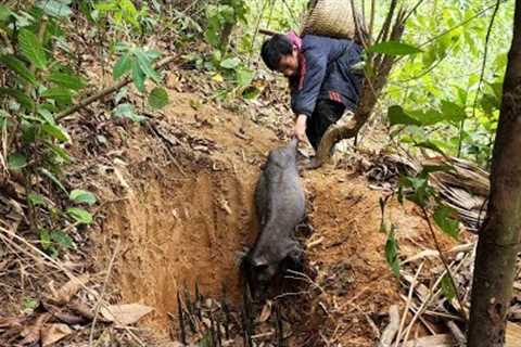 Wild boar trap, primitive survival skills, orphaned boy Khai.