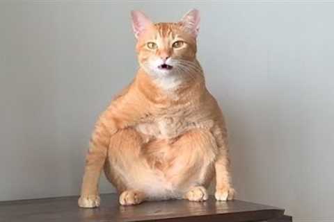 Cats with zero brain activity - Funny Cat Videos of 2024