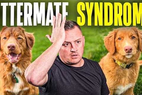 Why You NEVER! Buy 2 Puppies