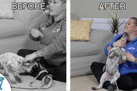 Why Are You ALLOWING Puppy Biting?