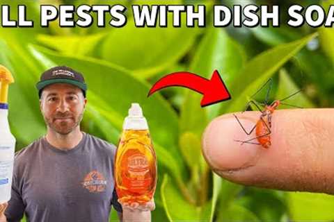 How To Kill Insects INSTANTLY With Dish Soap Spray!