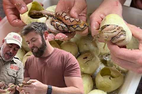 HATCHING BABY PYTHONS WITH FORREST GALANTE🤩
