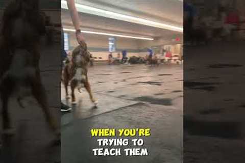 Consistency Is KEY When You're Training Your Dog