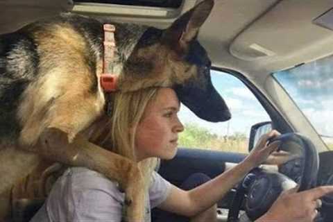 When your dog is like your mentor🤣 Funny Dog and Human