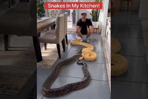 Snakes In Dining Room 😱🐍#shorts #snake