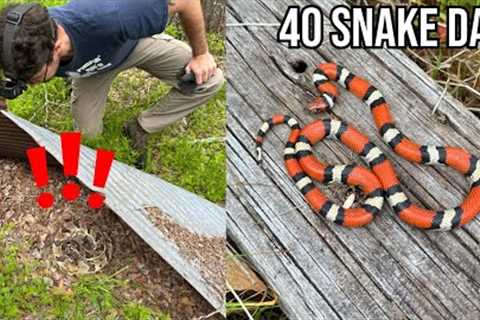 MORE Insane Louisiana Snake Hunting! Finding Rattlesnakes, Copperheads, and Milksnakes Under Tin!
