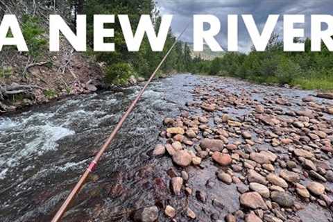 I Wasn't Expecting to Catch This Species Here! (Tenkara Fly Fishing)