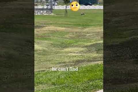 This owner recalls his Pitbull dog from over 500 yards away!