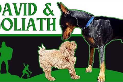 Little Dog Attacked Old Dog. Learn Why a Dog Might Attack Another Dog &amp; How to Prevent it.