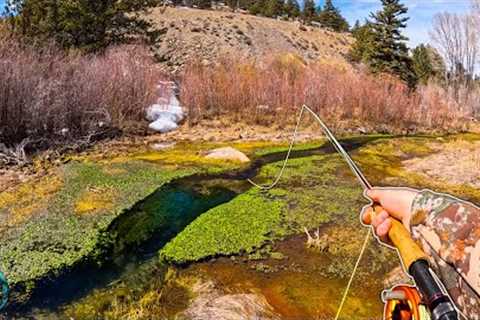 Fly Fishing a TINY Creek For MONSTER Trout!!! (Brown Trout Fishing HEAVEN)
