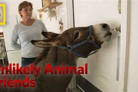 Just a Bit of Donkey Love | Unlikely Animal Friends