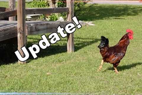 Renegade Rooster Update!