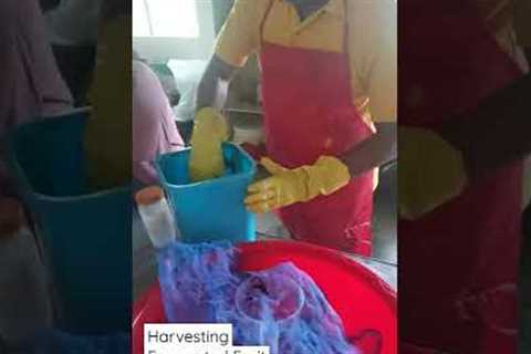 Harvesting Fermented Fruit Juice. (FFJ) for plants and fruits organic fertilizer.