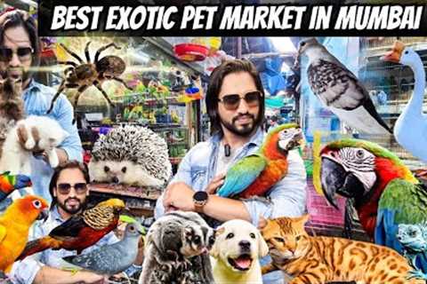 Exotic Pet Market in Mumbai | Animals | Birds Cats &amp;  More | Crawford Market Mumbai
