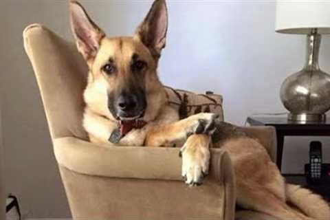 Ultimate Funny Cats and Dogs 😻🐶 Best Funniest Animal Videos Of The Week