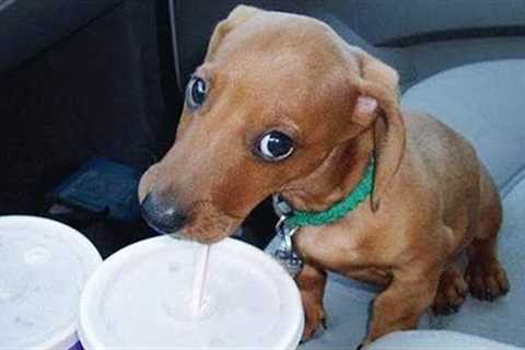 Dogs who fail at being dogs in 10 minutes 🤣 Funniest Dog Ever!