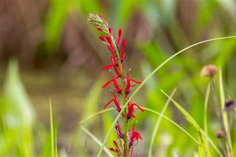 You can add 15 native plants to your yard