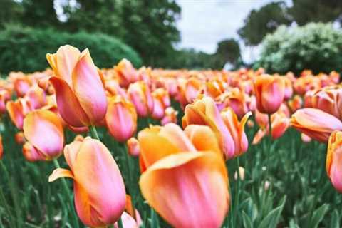 Keukenhof Floral Park Group Tour from Amsterdam