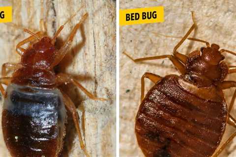Bat Bugs and Bed Bugs: What's the Difference? What is the difference between bed bugs and bats?