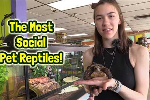 TDI's Guide to the Most Social &amp; Interactive Species of Pet Reptiles! 🦎🐍🐢