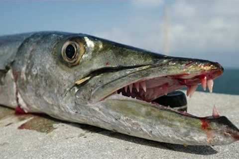 Ultimate TRASH Fish Taste Test- Catch Clean Cook- Barracuda