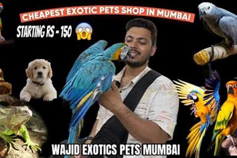Cheapest Exotic Pets Shops In Mumbai | Starts Rs -150 | Mumbai Famous Pet Shop | Animal | Birds