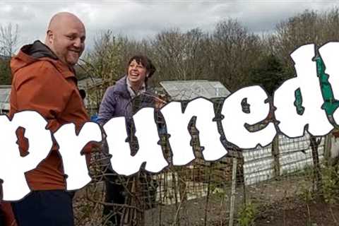 Allotment Gardening Jobs ( and Potting On and Sowing )