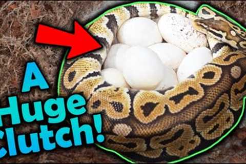 Our Ball Python Laid Eggs!!