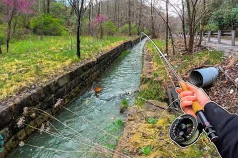 Fly Fishing a Tiny Urban Roadside Creek! (Fishing for Brown Trout and Rainbow Trout)