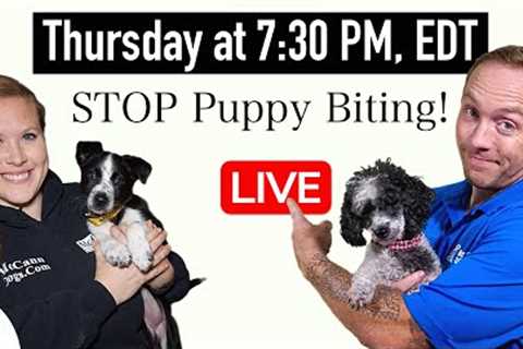 We Need To Talk About Your Puppy Biting/Leadership Problem