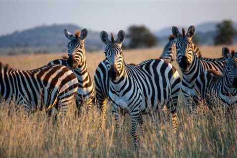 Sustainable Tourism in Tanzania - How to Travel Responsiblely