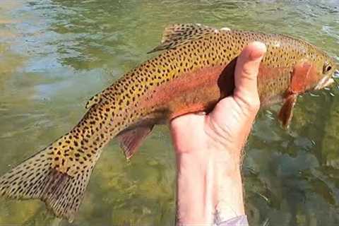 Fly Fishing the Bushkill Creek, One of Eastern PA's Urban/Suburban Limestoners