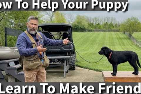 How To Teach Your Puppy To Win Friends &amp; Influence Dogs | Puppy Socialization Session