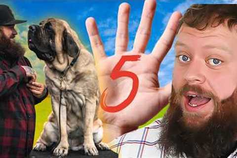 5 TRAINING EXERCISES YOU SHOULD DO WITH YOUR DOG EVERYDAY