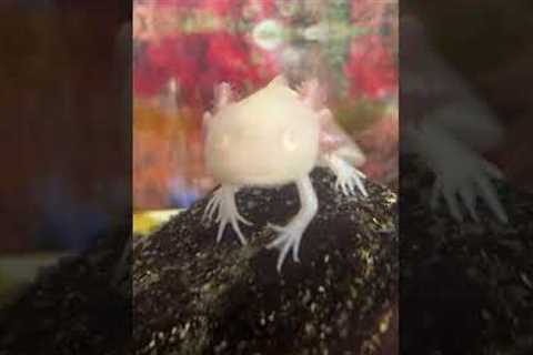 This Is My Albino Axolotl: Amphibian Pets: Aquarium Animals: Casper: #exotic #pets #petlover #life