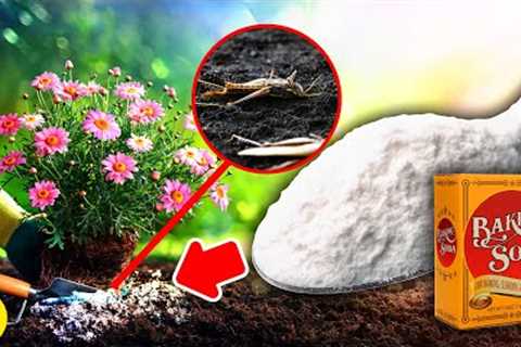 Put Baking Soda On Your Garden And See What Happens