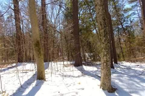 Moss Growing on the North Side of Trees? Busting the Myth 