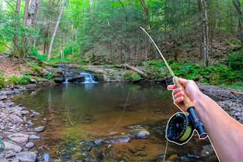 Fly Fishing for INCREDIBLE Trout!!