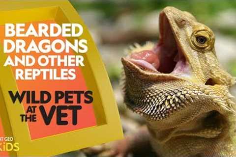 Bearded Dragons and Other Reptiles | Wild Pets at the Vet
