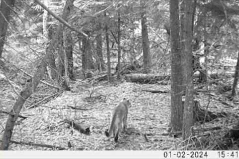 Trail Camera Video, April 20, 2024