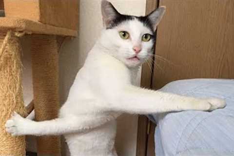 Funny Cat Videos of 2024 😍 YOU LAUGH YOU LOSE