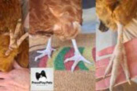 My Chicken Fractured Her Leg!