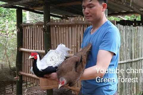 Build a bamboo house to raise white pheasants.  Robert |  Green forest life