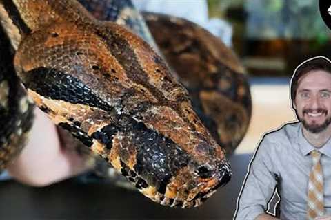 Top 5 Handleable Reptiles