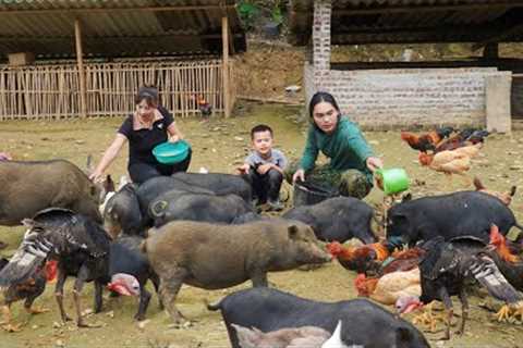 cooking bran for pigs, taking care of farm animals, life in the wild, survival alone
