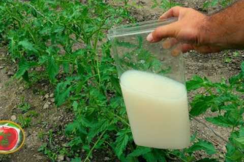 MAGIC FERTILIZER FOR ANY PLANT (100% success result)  !