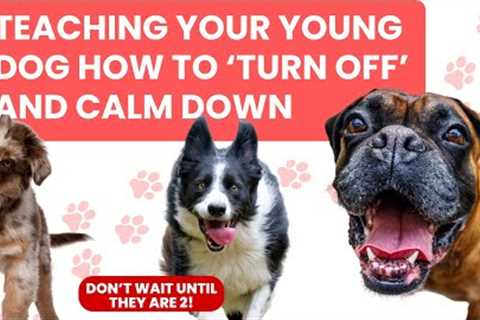 Do these 2 exercises to teach your dog to calm down!