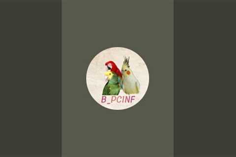 BIRDS PETS CARE INFO is live!l